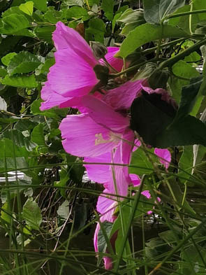 Hibiscus moscheutos